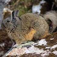 Viscacha